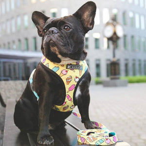 Bright Harnesses + Leashes